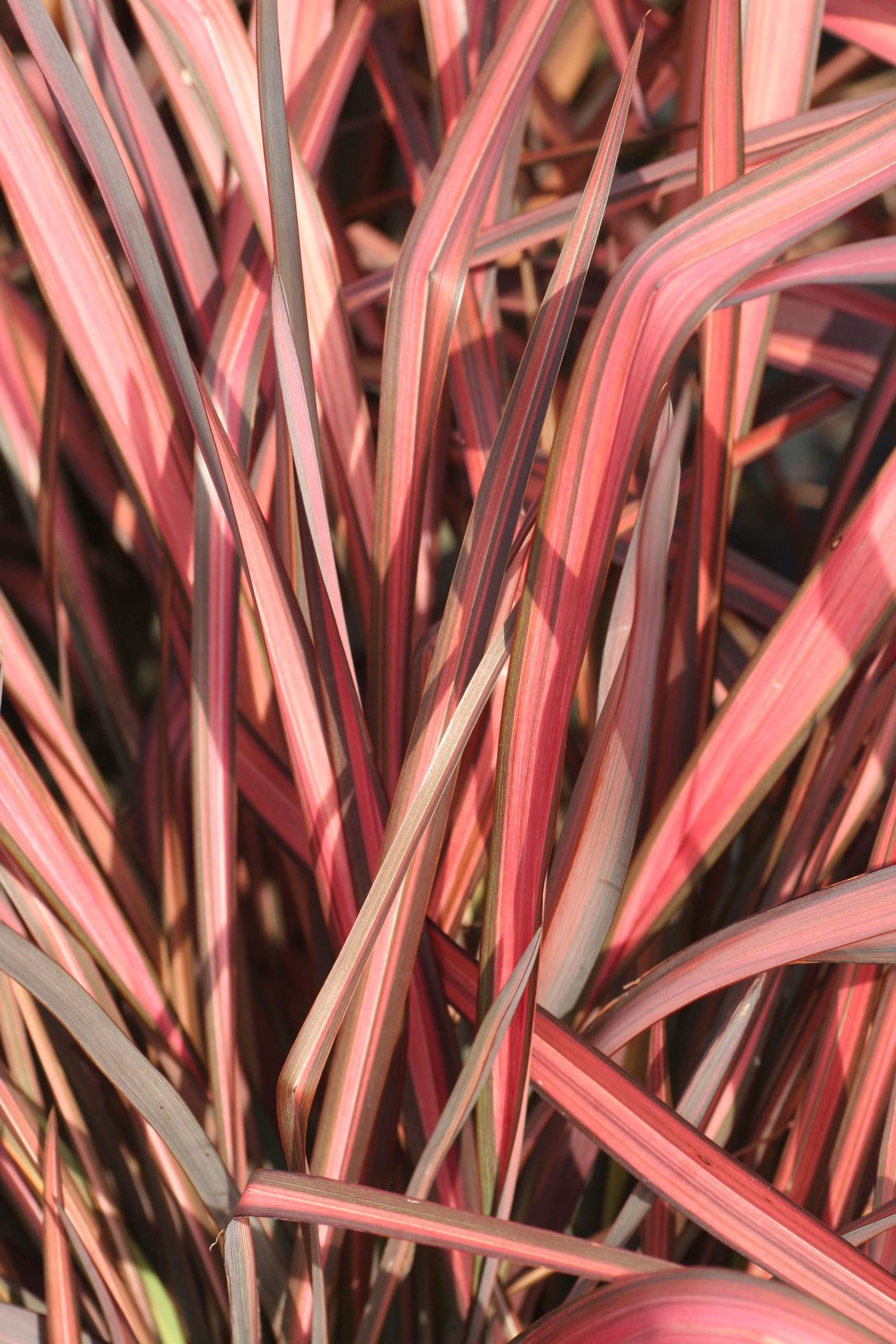 Phormium tenax 'Evening Glow'